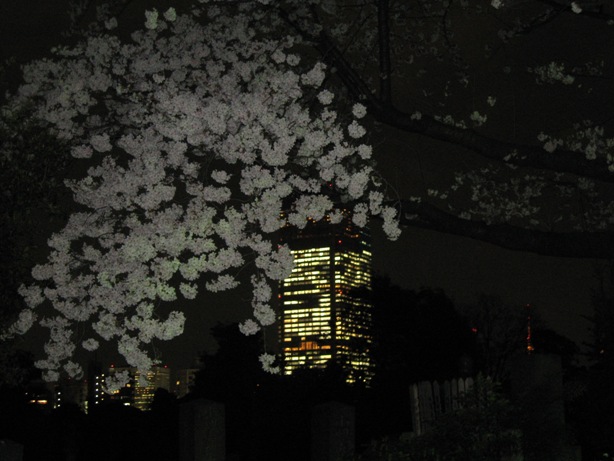 ミッドタウンと桜.jpg