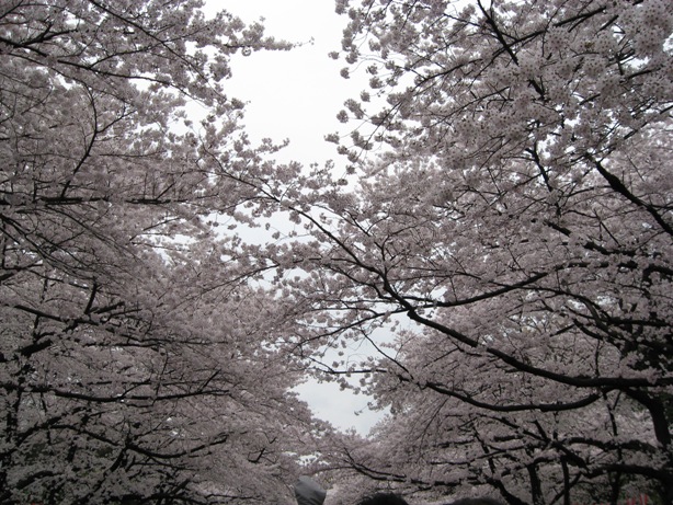 上野桜.jpg