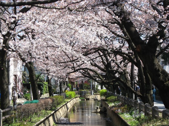 川沿いの桜.jpg