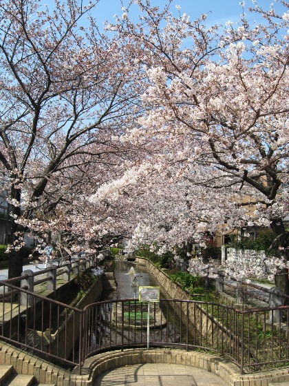桜の町.jpg