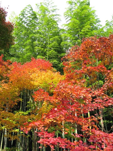 竹林と紅葉.jpg