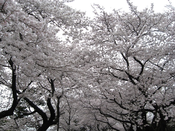 谷中桜.jpg